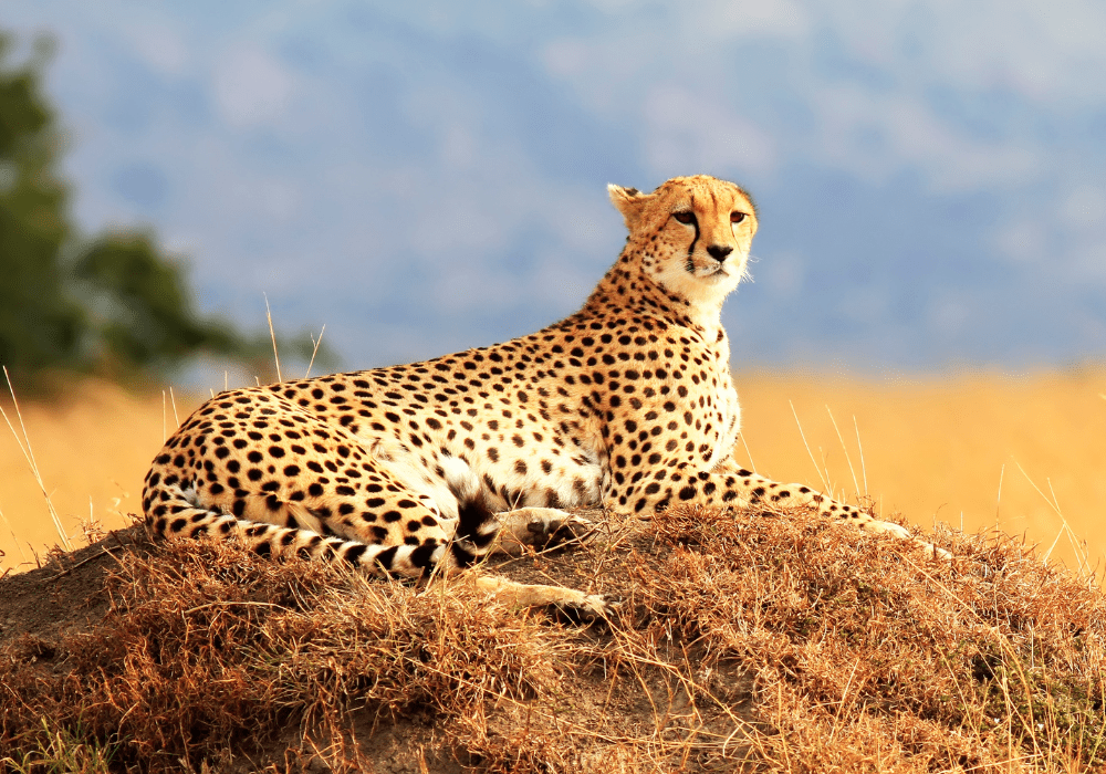 Cheetah on a mound