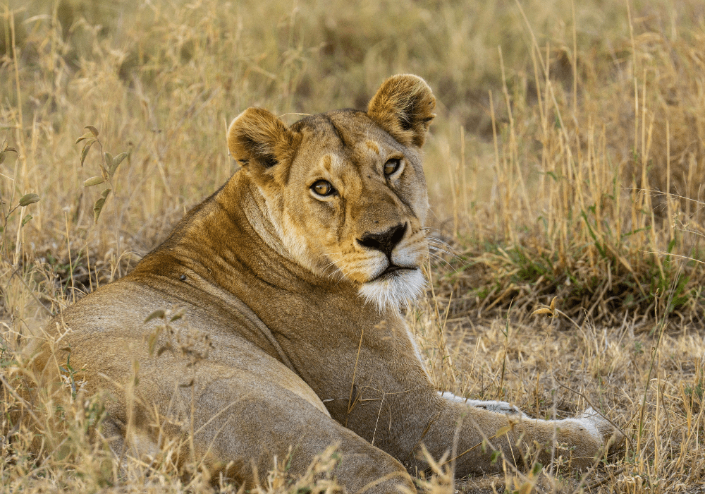 Lioness relaxing