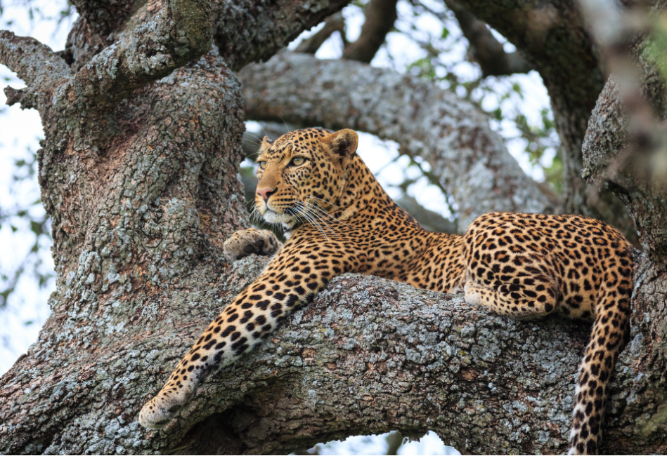 Serengeti National Park