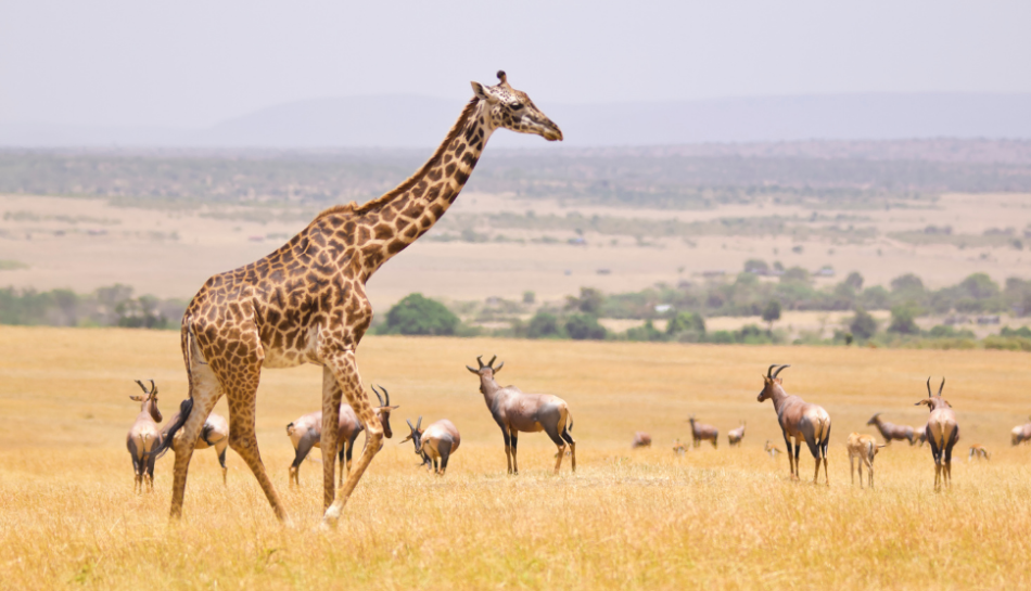 When is the best time to travel to Kenya