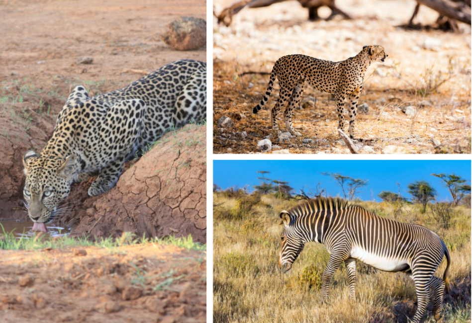 Samburu National Park