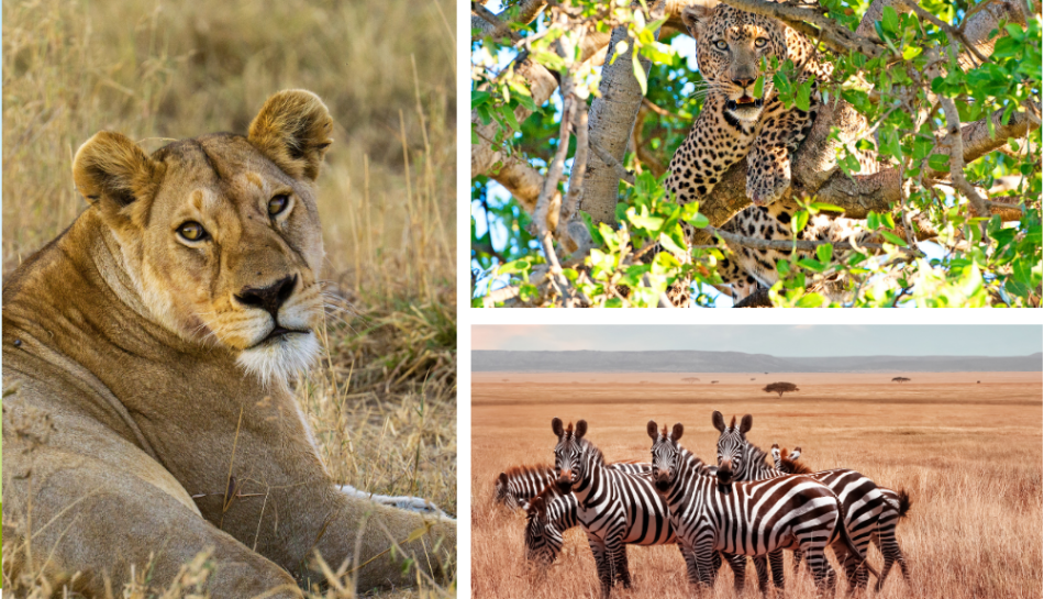 Serengeti National Park