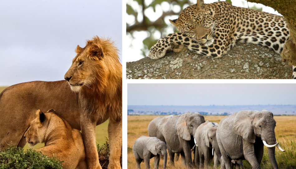 Masai Mara Wildlife: What to Expect from Your Safari