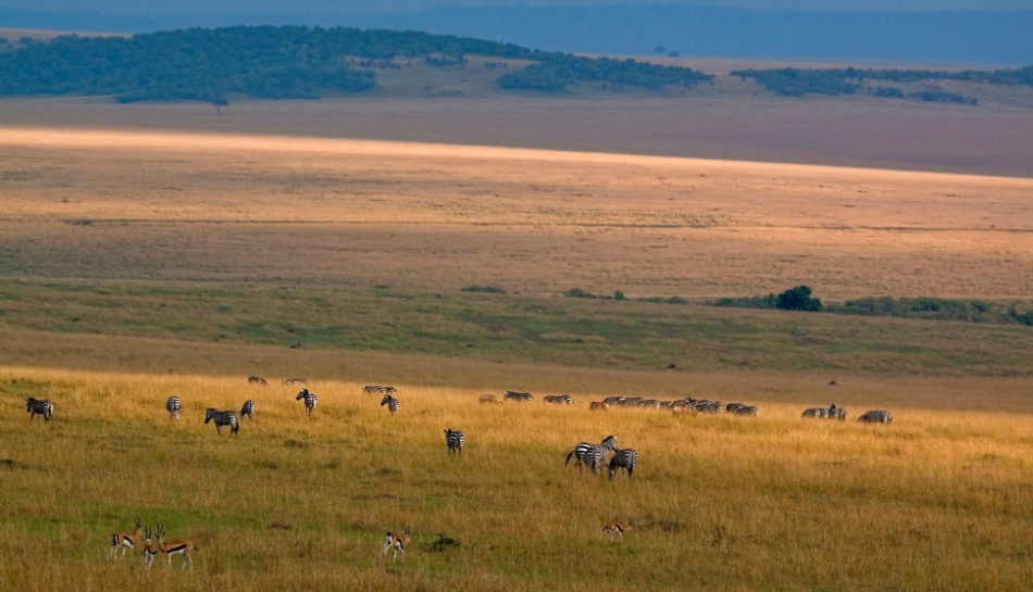 Best Luxury Safari Lodges & Camps in Masai Mara