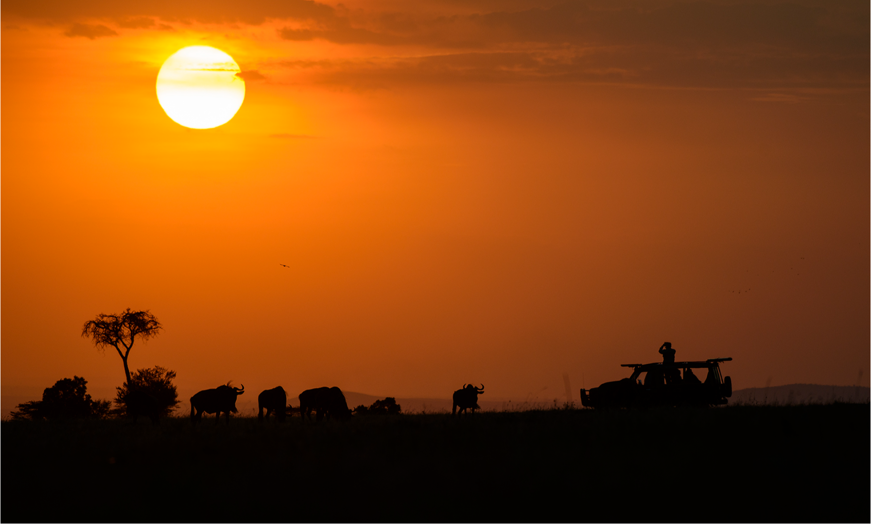How Much does a Safari Cost in 2026-2027