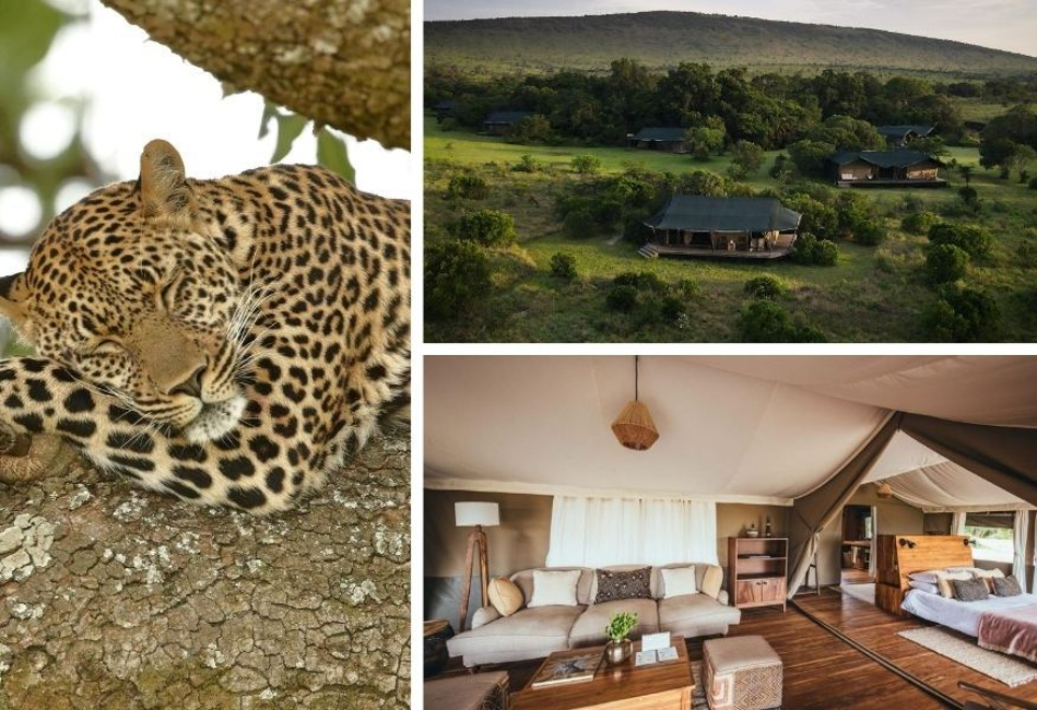 Masai Mara Safari - Fly in - Stay at Enkewa Camp