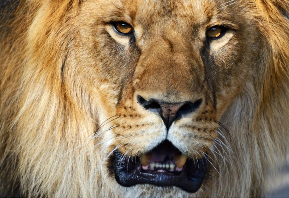 Kenya Luxury Safari and Beach Stay in Chale Island
