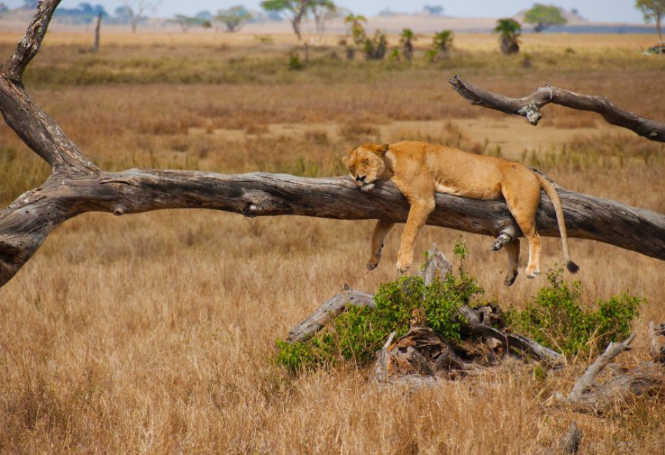 Fly-In Safari in Serengeti and Ngorongoro