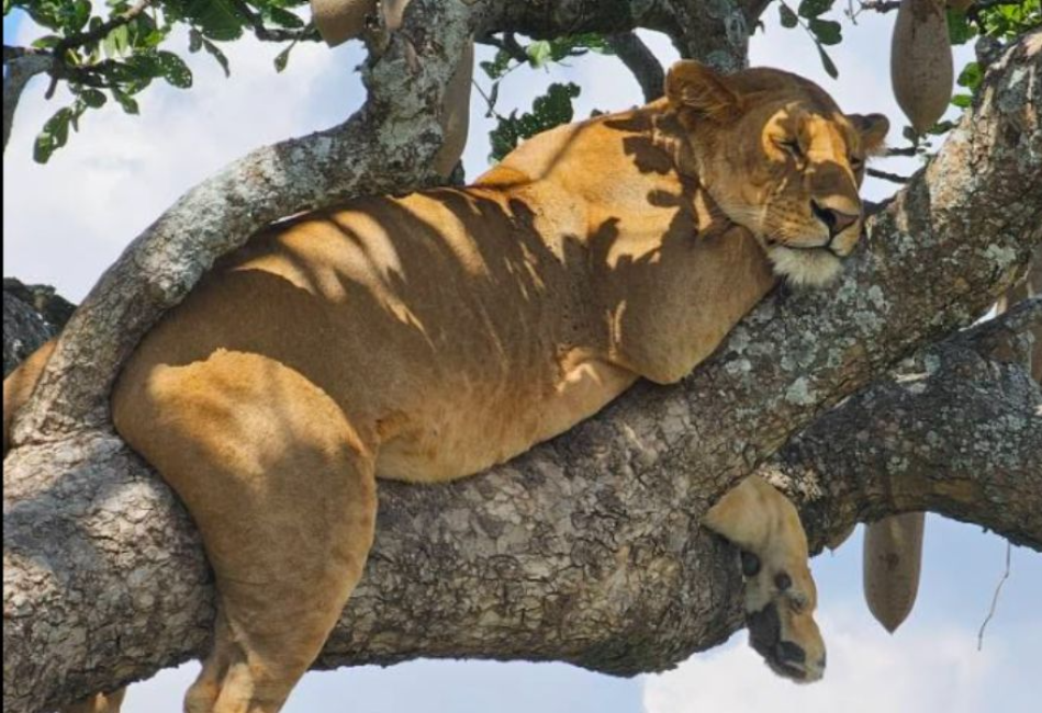 Fly-In Safari in Serengeti and Ngorongoro