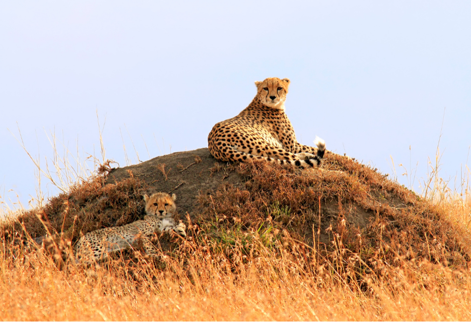 Kenya and Tanzania Luxury Fly in Safari