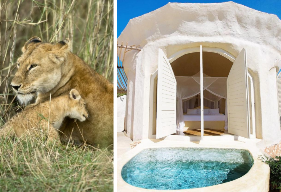 Luxury Tanzania Safari and Zanzibar Beachfront Retreat